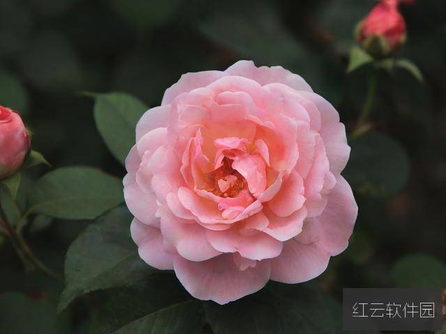 护花倾情,一部温情与感动交织的经典之作