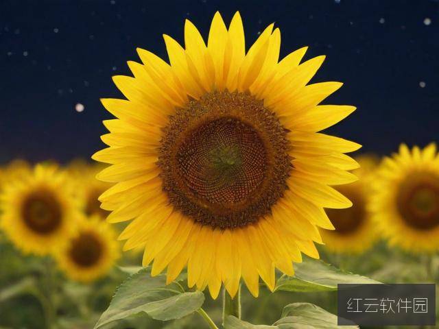 向日葵在夜晚绽放，一部惊艳动画的在线观看与下载指南