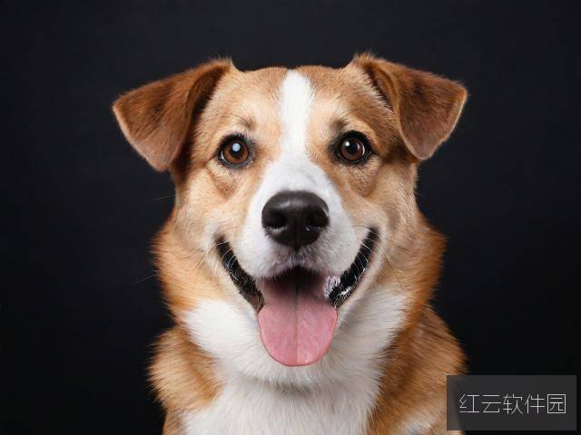 狗人视频网站，虚拟网红背后的狂热与隐忧